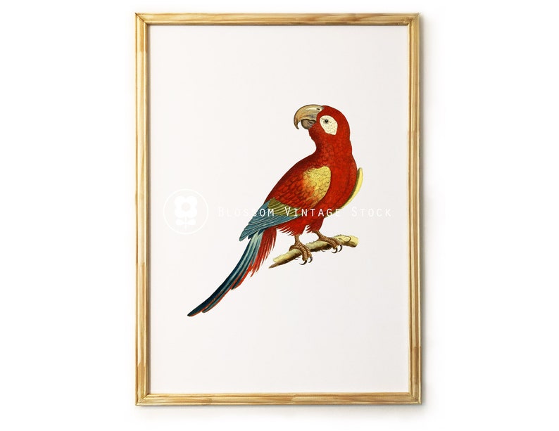 Parrot Printable Art Vintage Illustration Wall Art Print Digital Image, Parrot Antique Illustration for print INSTANT DOWNLOAD 1956 image 1