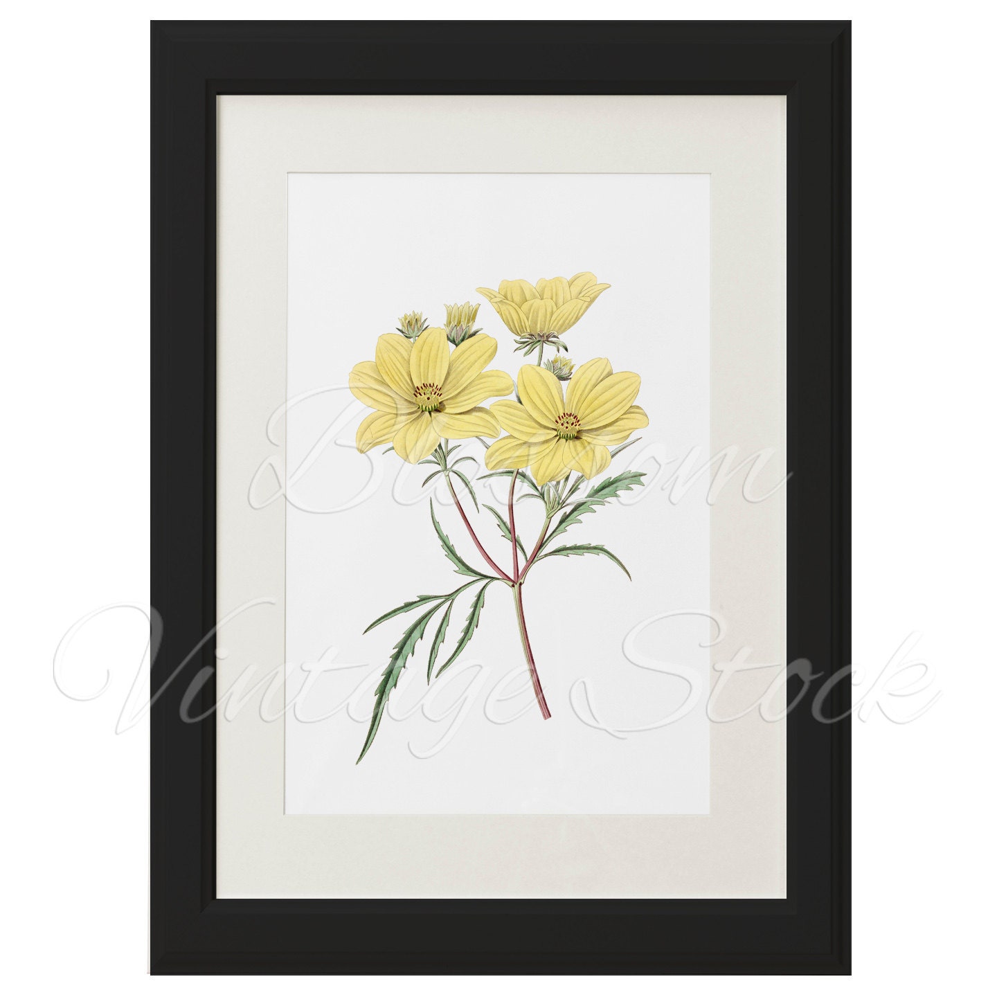 Yellow Flower Clipart Botanical IllustrationYellow Flower | Etsy