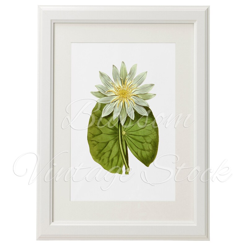 Lotus Flower Digital Image Vintage Graphic Lotus Flower Etsy