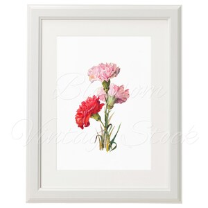 Botanical Carnations Printable Flowers Vintage Prints - Etsy