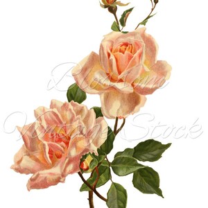 Printable Wall Art Pink Rose Image Shabby Chic Rose Antique - Etsy