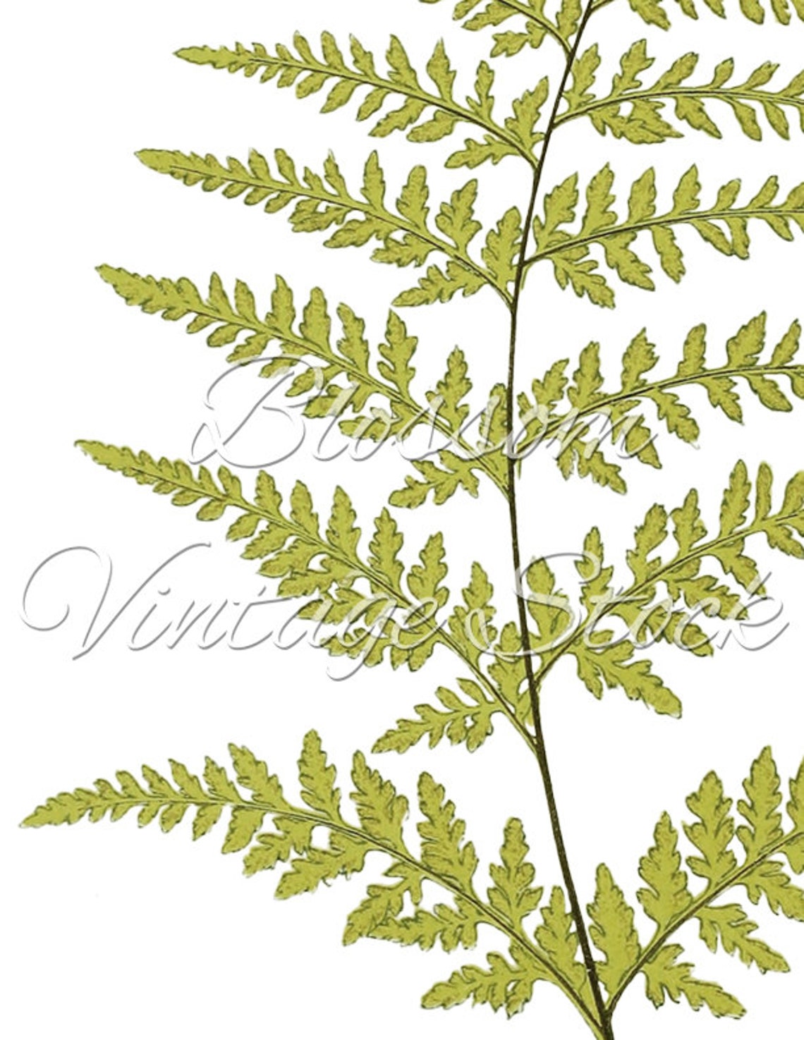 Botanical Printable Fern Foliage Botanical Leaf Print | Etsy