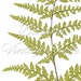 Botanical Printable Fern, Foliage Botanical Leaf Print, Digital Image ...
