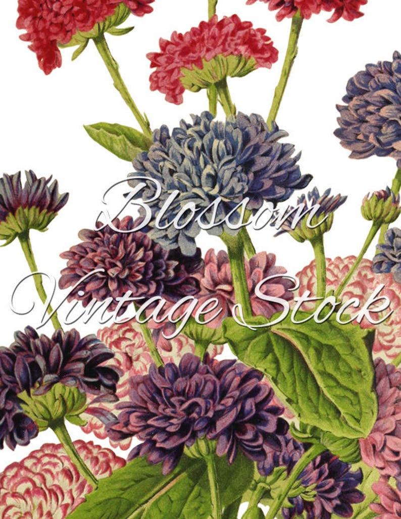 Botanical floral Vintage Print Art poster Wall art home Etsy