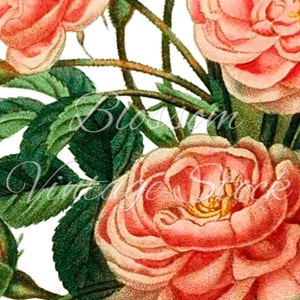 Roses Printable Art, Wall Art, Flower Pink Roses Digital Image, Vintage ...