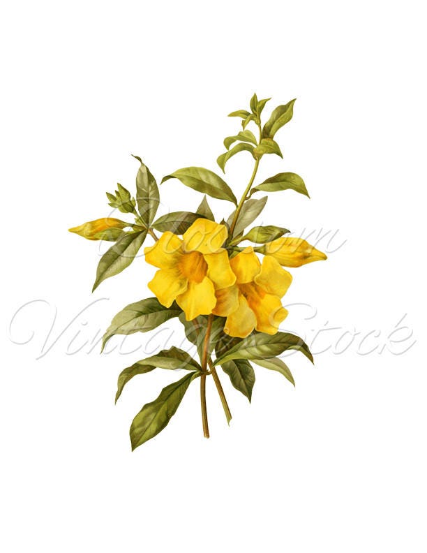 Botanical Print Yellow Vintage Flower Clipart PNG Flower | Etsy