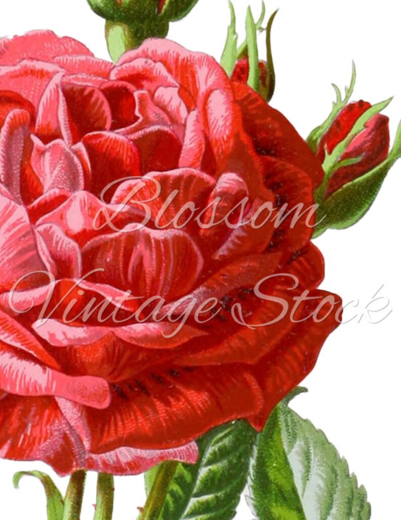 Rose Wall Art Prints Rose Digital Image Shabby Chic Rose Etsy