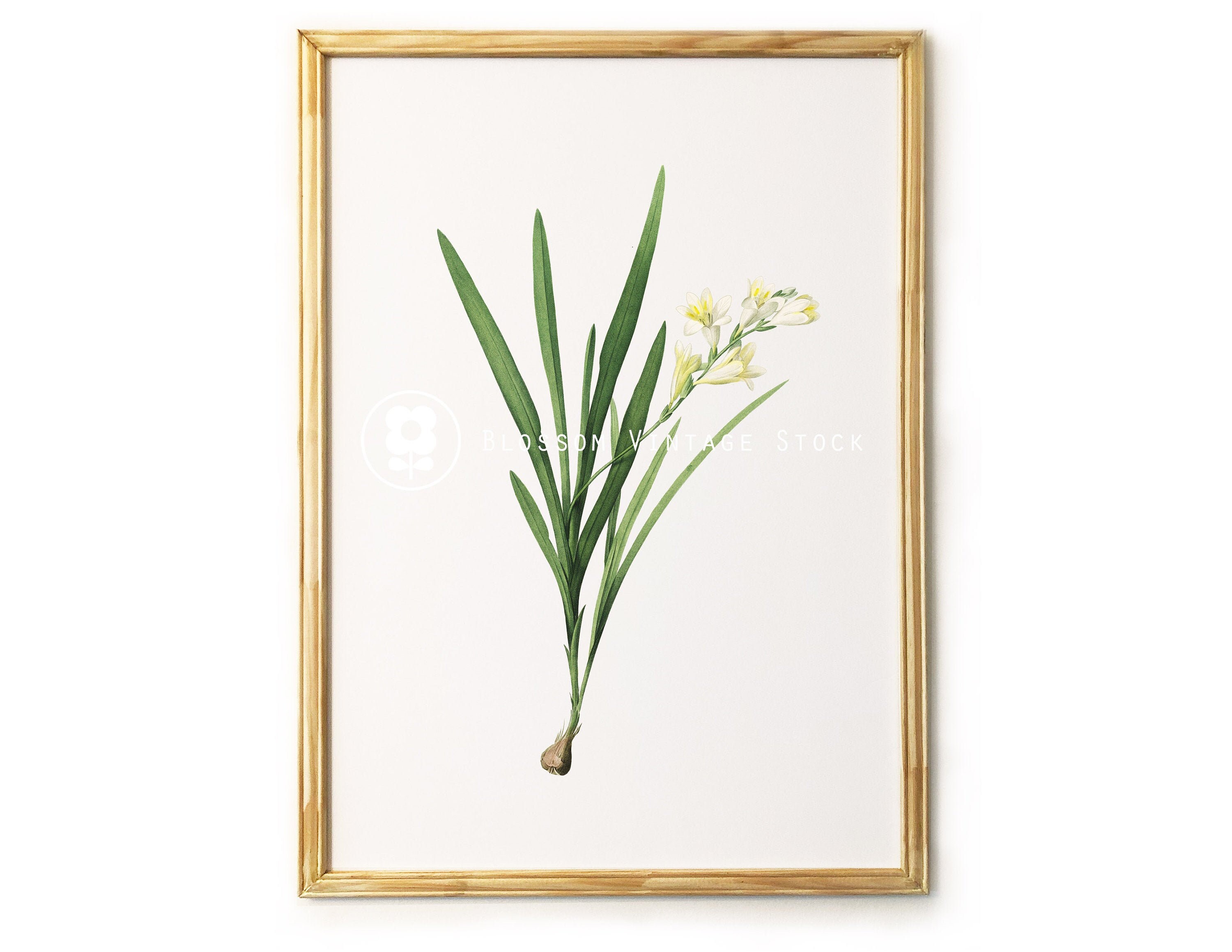 Botanical Printable Set Botanical Prints Set of 6 Prints Wall | Etsy