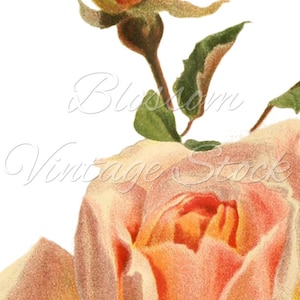 Printable Wall Art Pink Rose Image Shabby Chic Rose Antique - Etsy