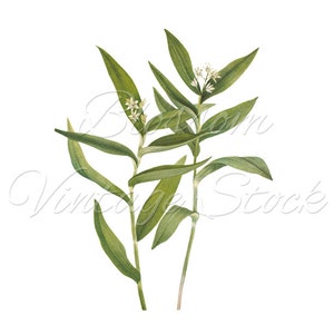 Vintage Printable Art Botanical Birds Illustrations INSTANT | Etsy