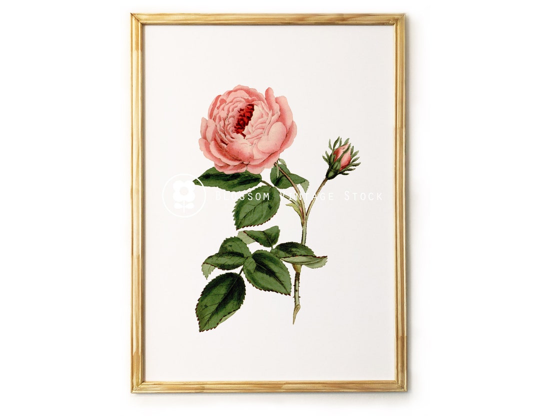 ROSE Printable Pink Rose Botanical Prints Shabby Chic Rose for Print ...