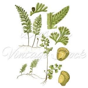 Botanical Printable Set Fern Botanicals INSTANT DOWNLOAD Digital Images ...