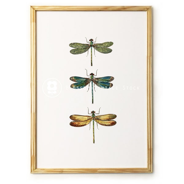 Vintage Dragonfly Print Dragonflies Vintage illustration, wall art print, printable art Wall Decor INSTANT DOWNLOAD - 2272