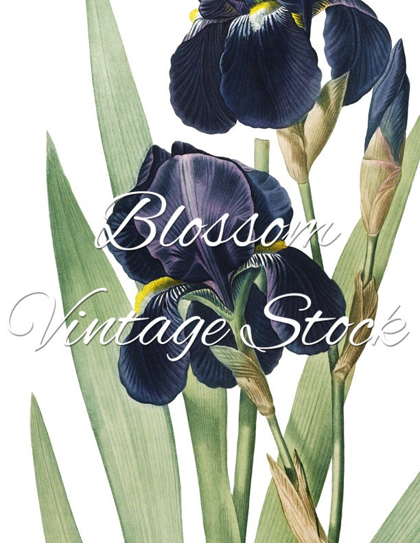 Blue Flowers Botanical Printable Botanical Blue Flower Digital | Etsy