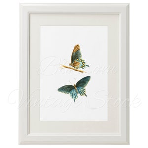 Butterflies, Printable Art, Vintage Illustration, Wall Decor, Butterflies wall art print INSTANT DOWNLOAD 5x7, 8x10, 11x14 Included 2141 image 4