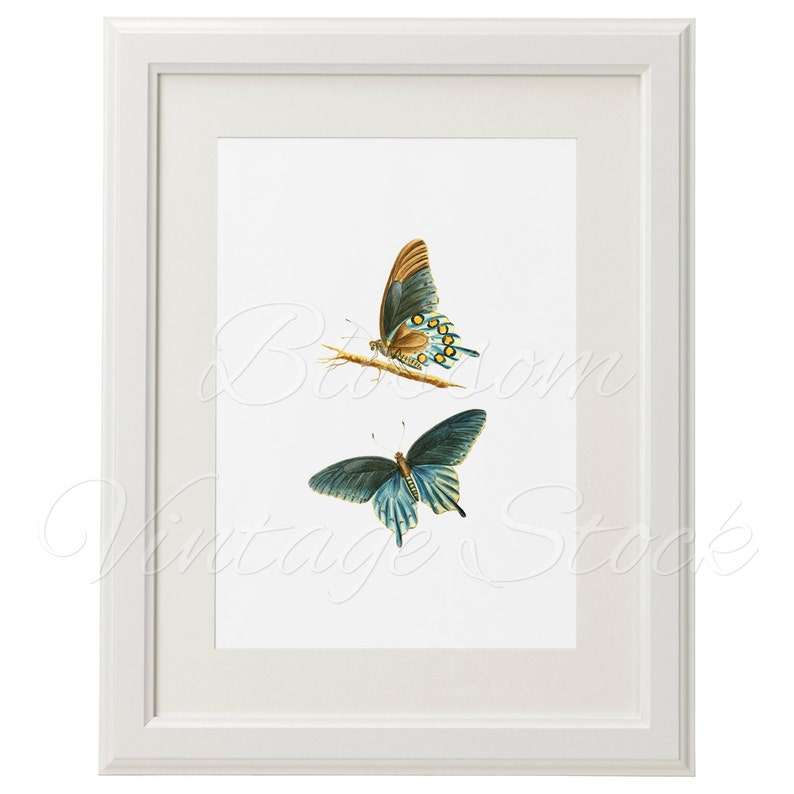 Butterflies, Printable Art, Vintage Illustration, Wall Decor, Butterflies wall art print INSTANT DOWNLOAD 5x7, 8x10, 11x14 Included 2141 image 4