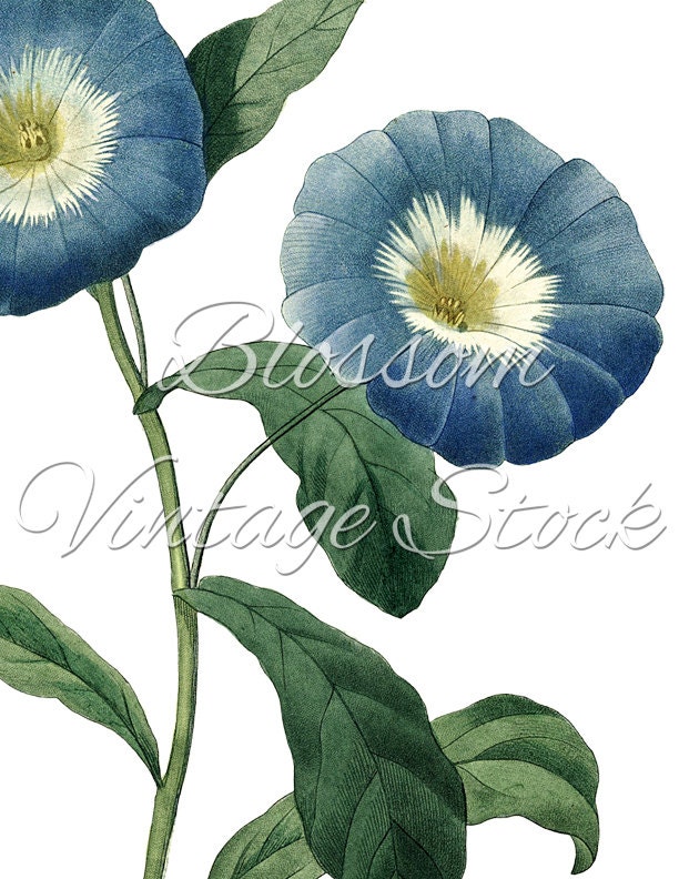 Blue Flowers Botanical Prints Printable Art flower Vintage | Etsy