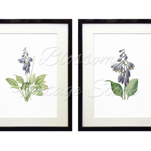 Botanical Printable Set, Blue Flowers Botanical Illustrations INSTANT ...