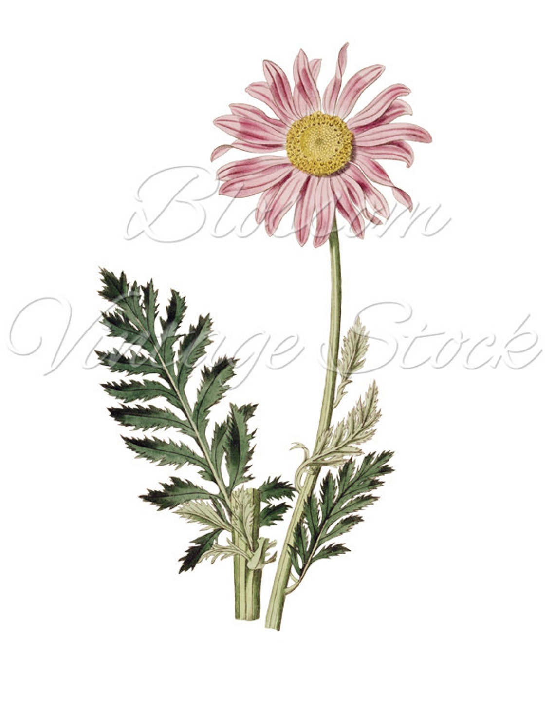 Daisy Illustration Botanical Flower Digital Image Pink Daisy Etsy