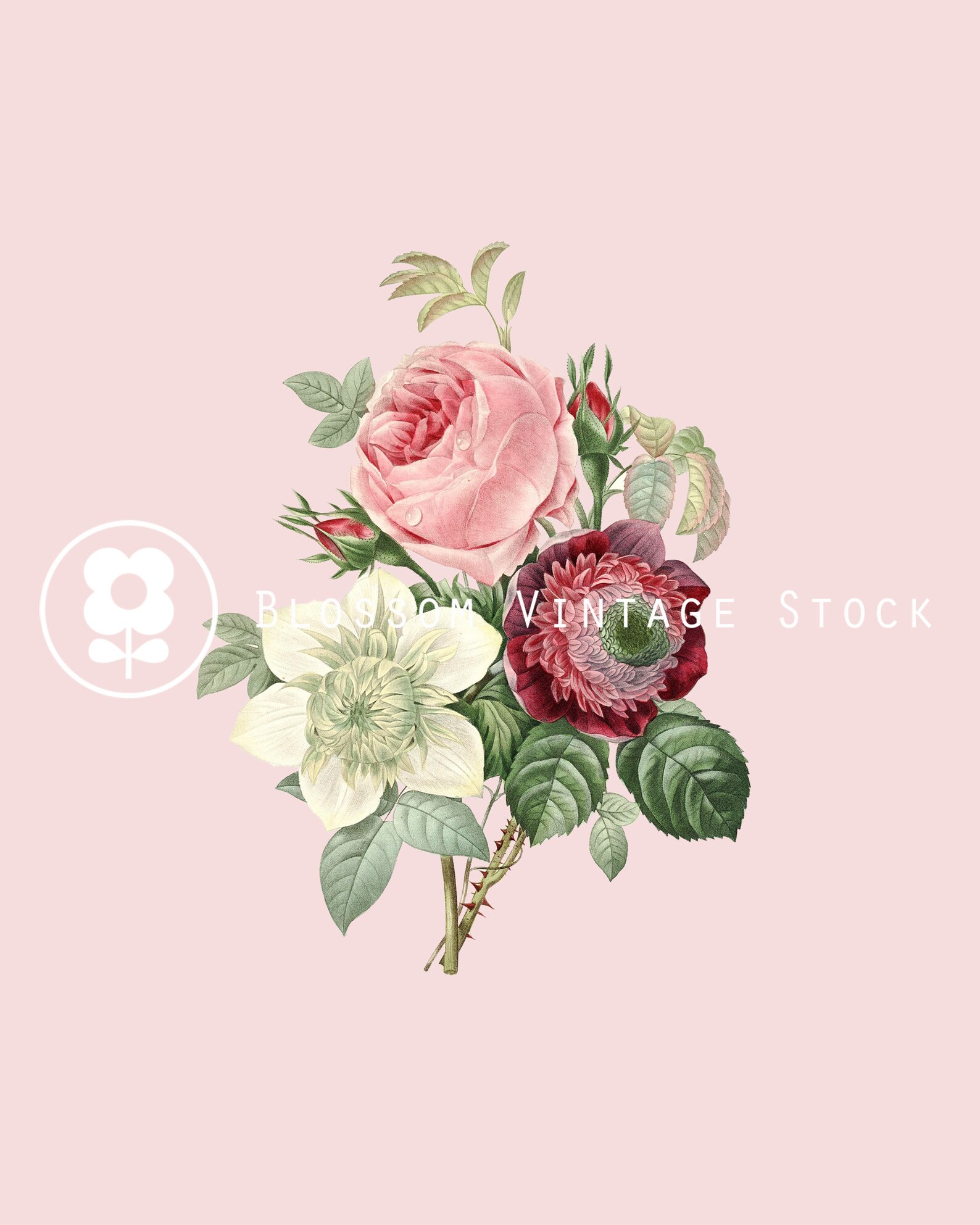 Printable Art Rose Illustration Wall Decor Vintage Flowers - Etsy