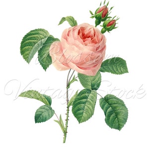 Printable Art Shabby Chic Rose, Pink Flower Wall Art Print, Instant ...