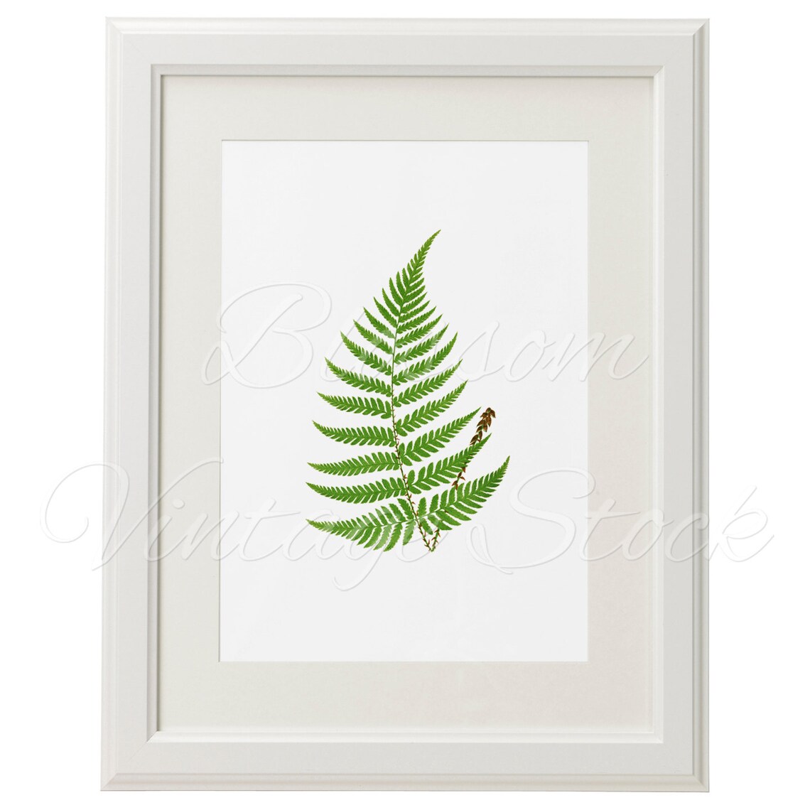Vintage Fern Botanical Print Botanical Printable Art Leaves | Etsy