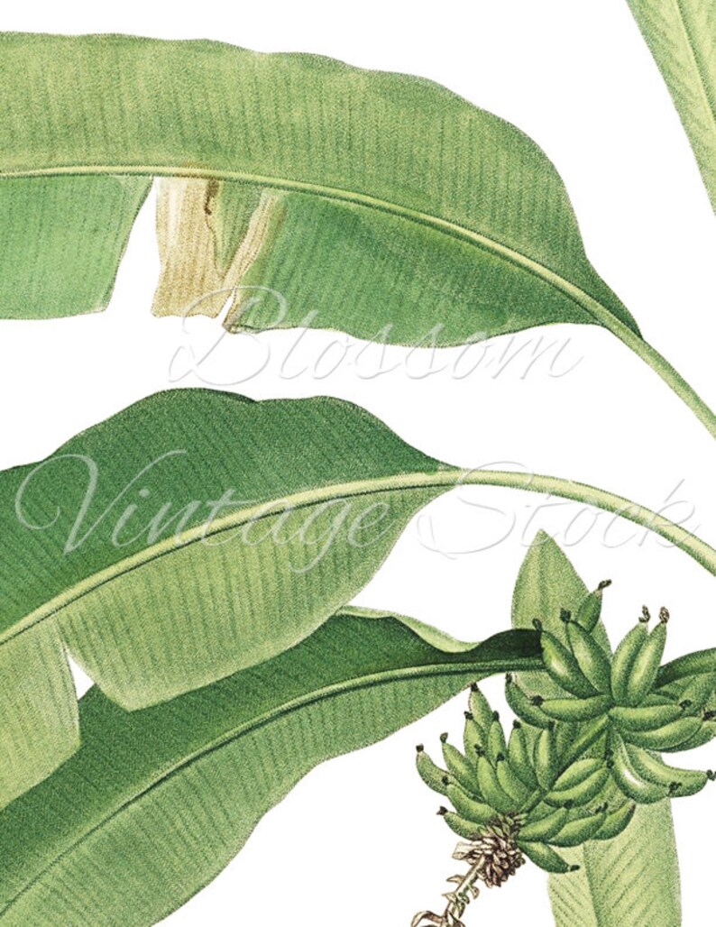 Banana Tree Print Wall Art Vintage Banana Illustration Banana Etsy