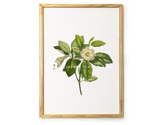 Magnolia Printable Art botanical Printable Art Magnolia | Etsy