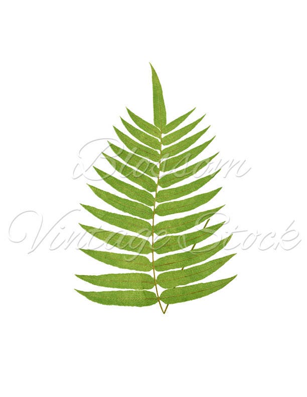 Botanical Printable Set of 8 Leaves Prints Wall Art Leaf - Etsy