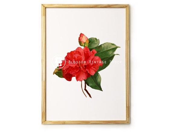 Botanical Printable red Peony Printable Art Botanical Digital | Etsy