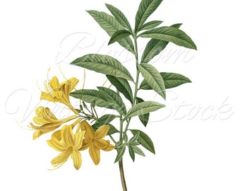 Vintage Botanical Prints Pink Flowers PNG Digital Image