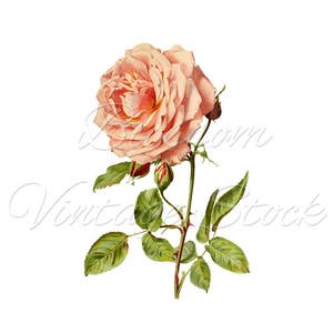 Pink Rose Printable Art, Wall Art Print Digital Download Illustration ...
