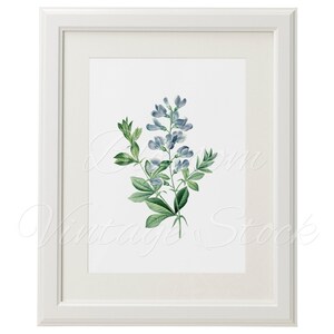 Free Printable Vintage Botanical Art Blue