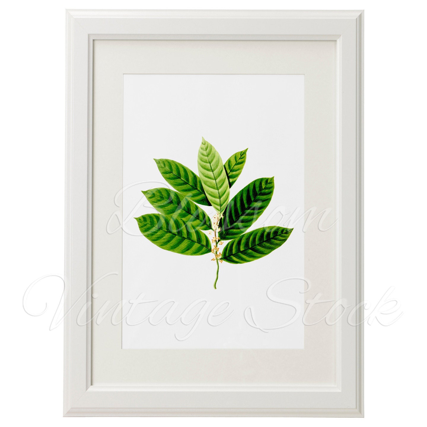 Leaves Printable Botanical Illustration Prints Leaves Image | Etsy