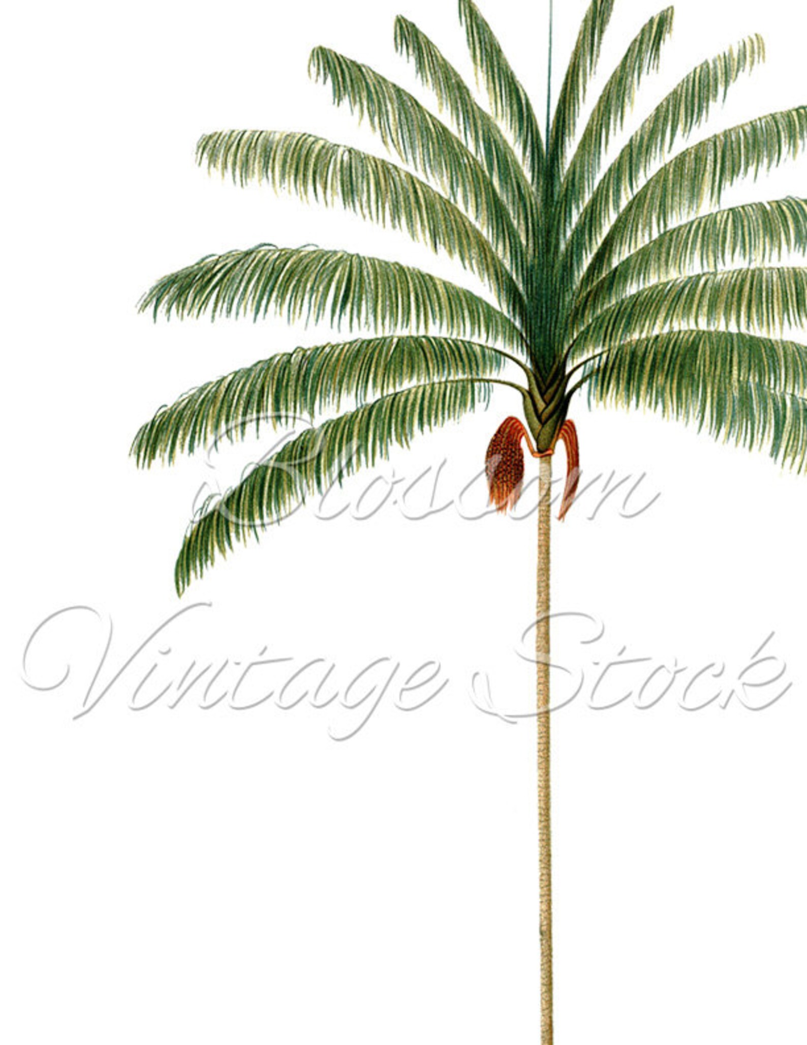 Palm Tree Botanical Print Palm Art Printable Botanical | Etsy
