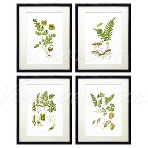 Botanical Printable Set Fern Botanicals INSTANT DOWNLOAD Digital Images ...