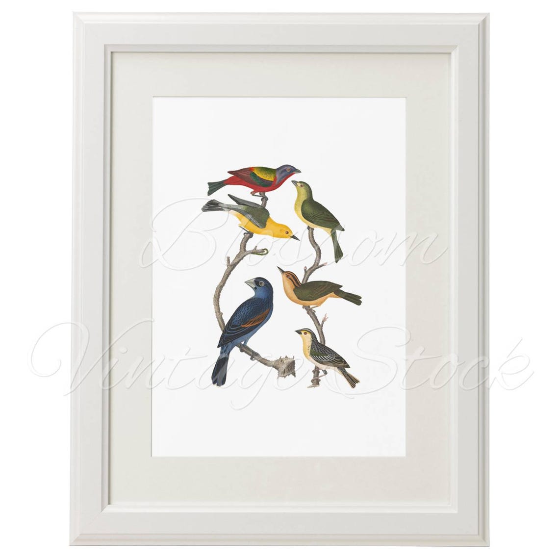 Vintage Wall Art Birds Print Wall Art Vintage Birds Etsy