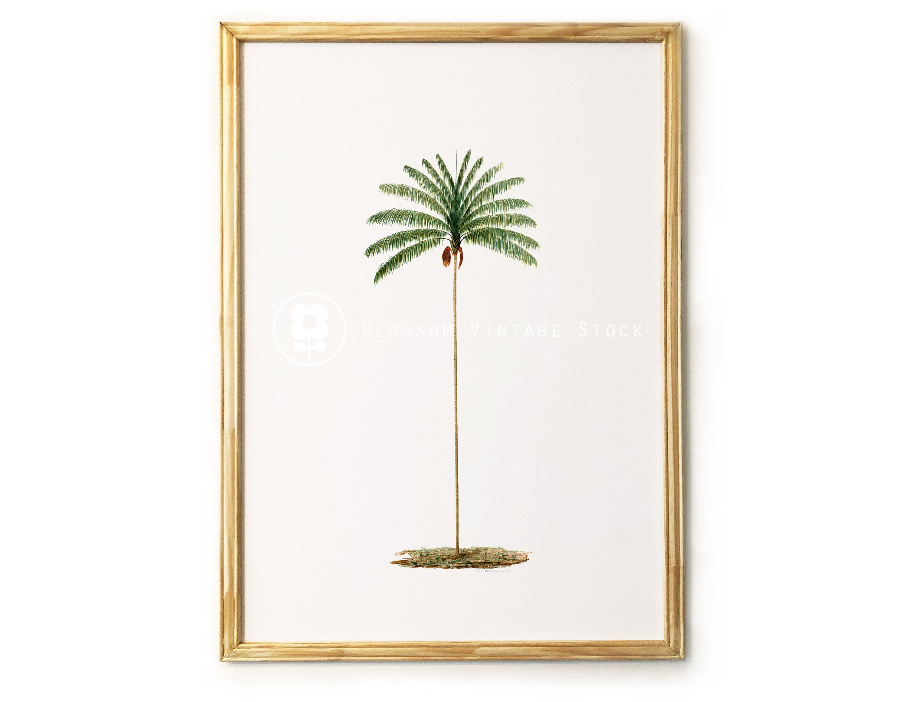 Palm Tree Botanical Print Palm Art Printable Botanical Etsy