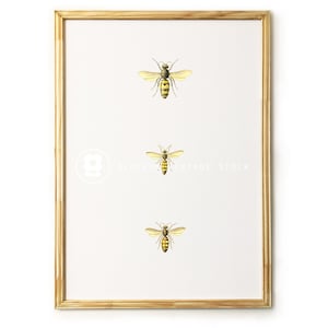 Vintage bee Illustration, Wall art Print, Printable art Vintage bees, Vintage decor INSTANT DOWNLOAD 5x7, 8x10, 11x14 Included - 1945