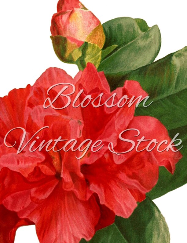 Botanical Printable red Peony Printable Art Botanical Digital | Etsy