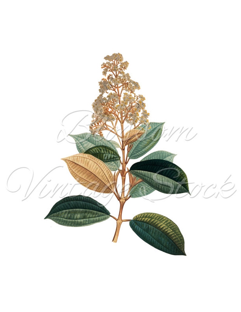 Plants Botanical Print, Green Botanical Leaves, Botanical Digital Image, PNG Image for printing, digital artwork INSTANT DOWNLOAD 1542 image 2