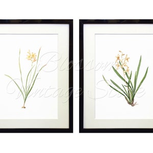 Botanical Printable Set, Botanical Flowers Botanical Illustrations ...