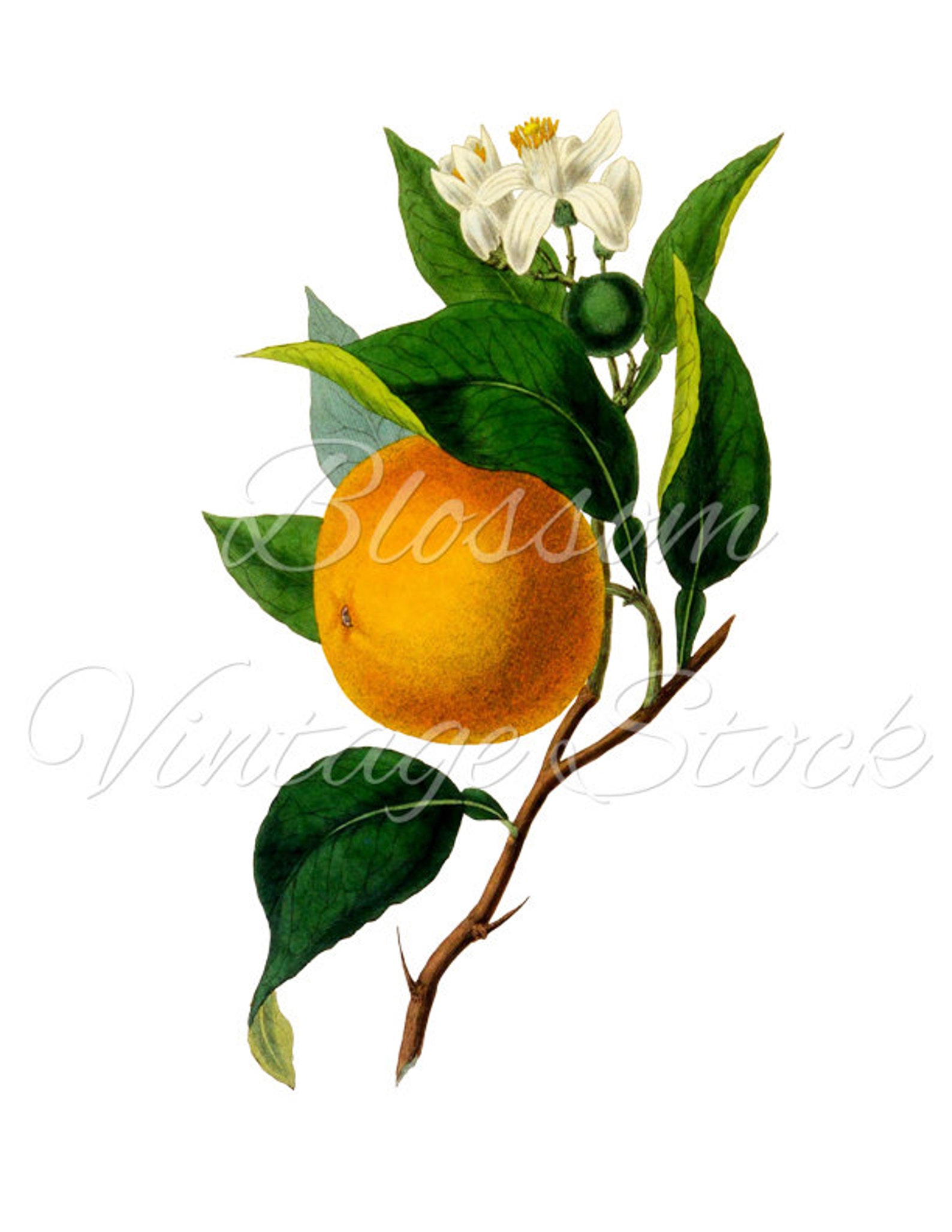 orange-print-vintage-orange-printable-art-wall-art-orange-etsy