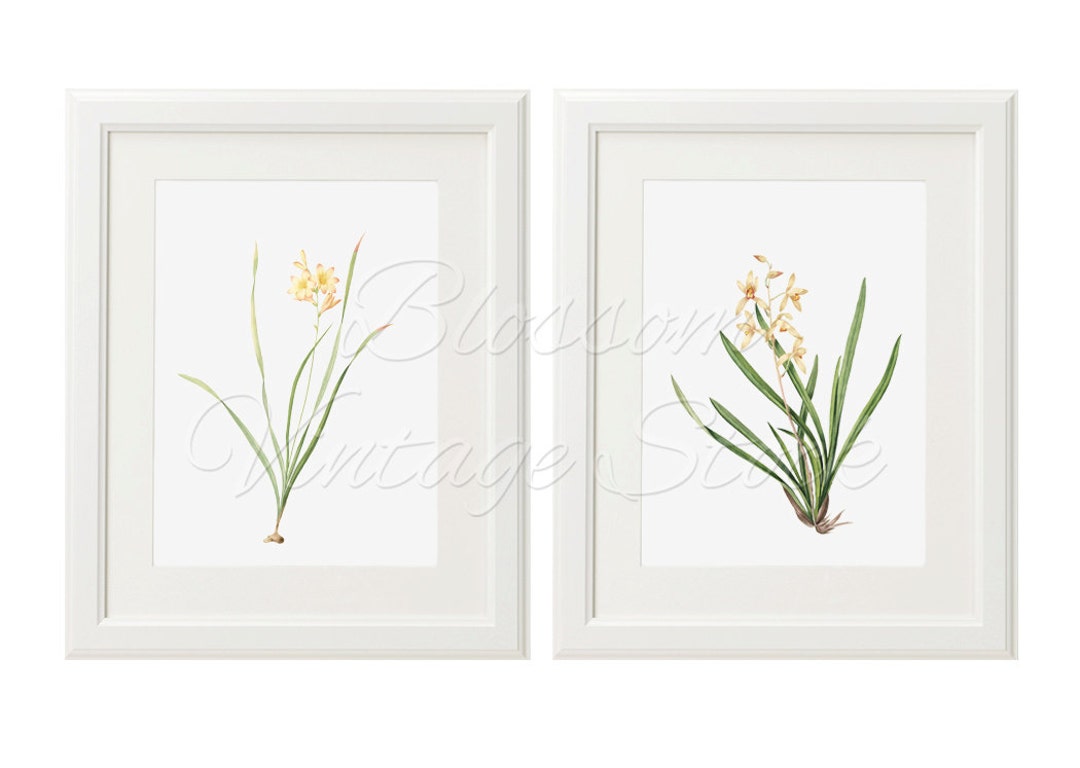 Botanical Printable Set, Botanical Flowers Botanical Illustrations ...