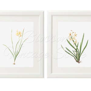 Botanical Printable Set, Botanical Flowers Botanical Illustrations ...
