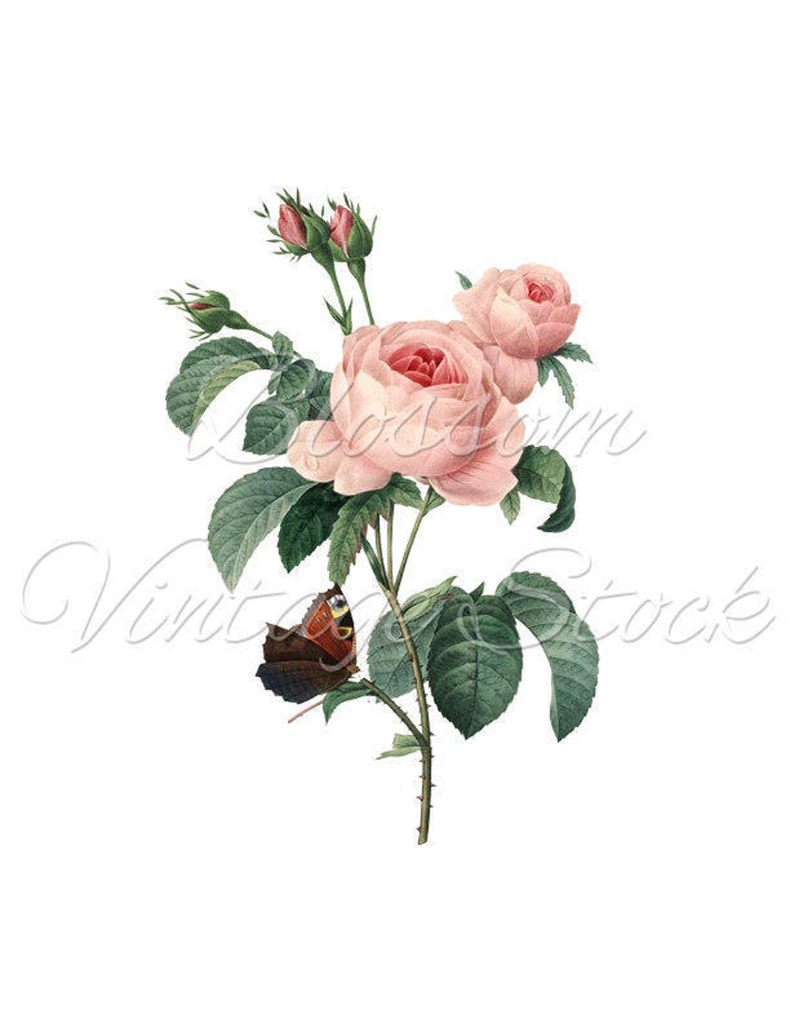 Vintage Roses Prints Wall Art Decorative Rose Prints INSTANT Etsy