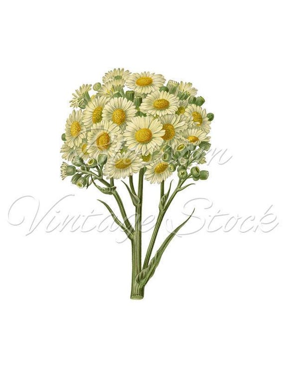Daisy Bunch Clipart Vintage Flower PNG Botanical Print White | Etsy