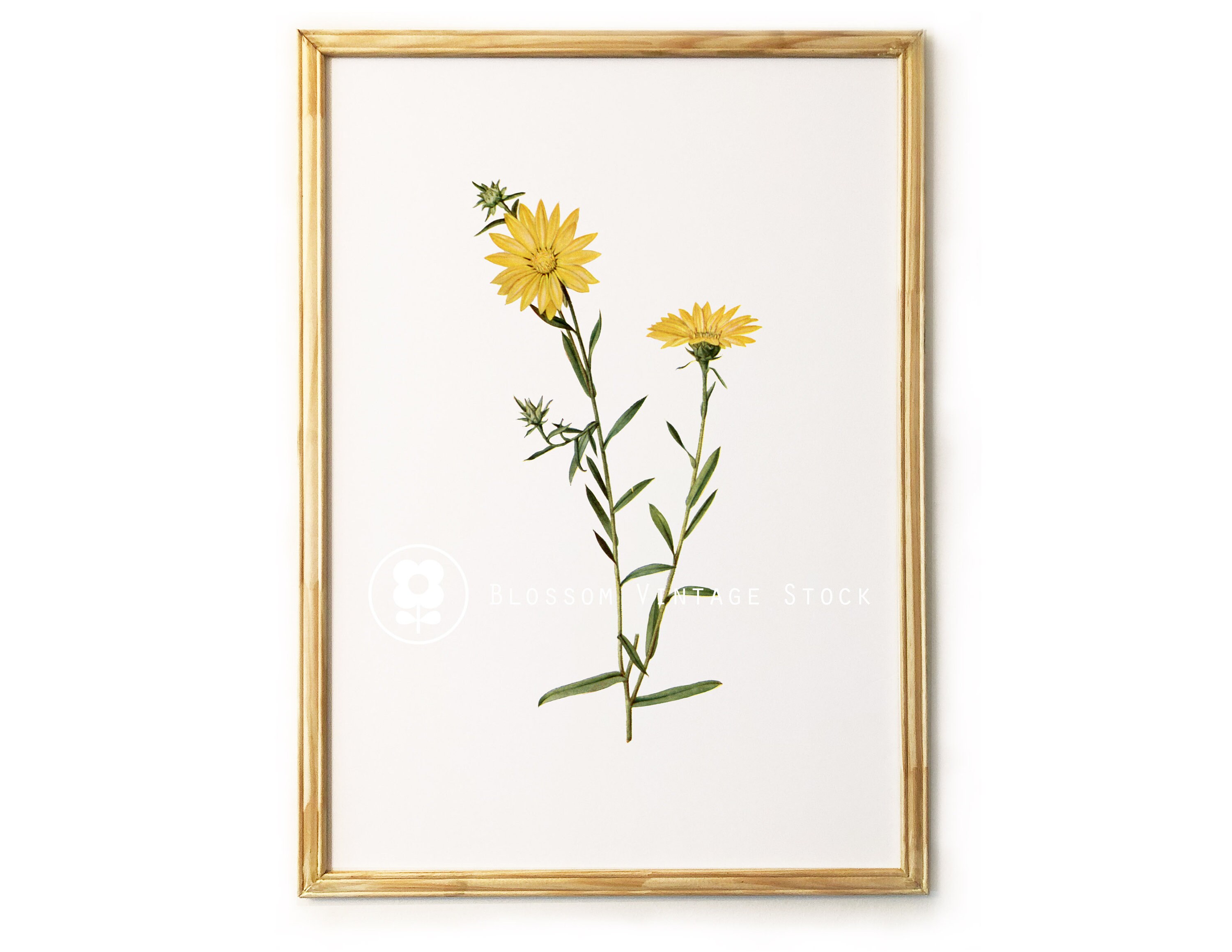 Vintage Flower Print botanical Print botanical illustration | Etsy