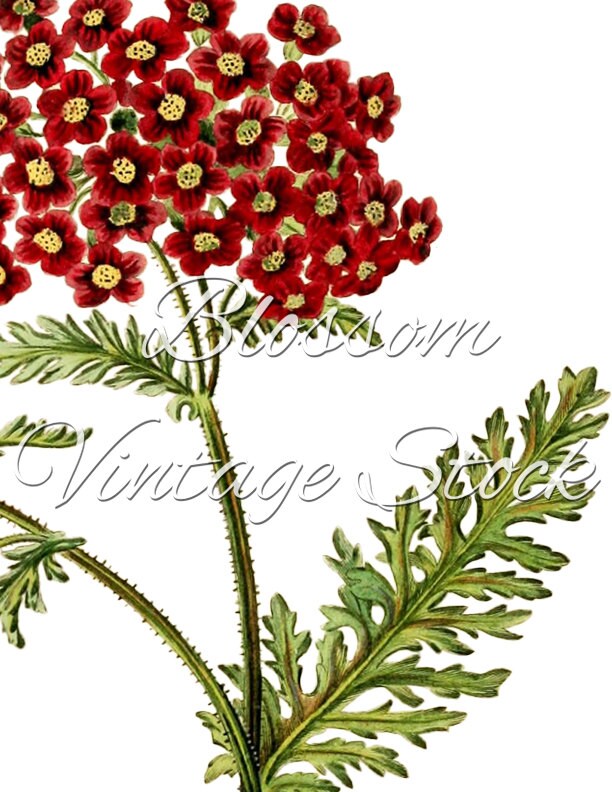 Flower Print Flower wall art print floral decor vintage Etsy