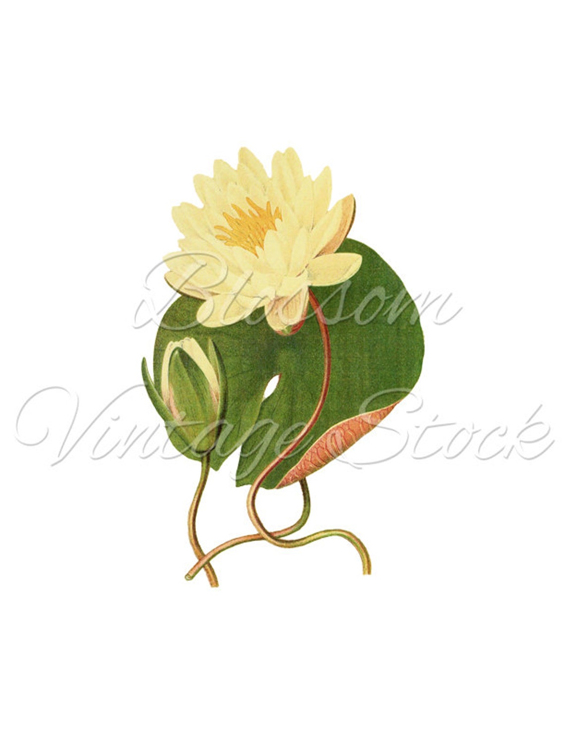 Lotus Flower Botanical Vintage Print Antique Botanical Etsy